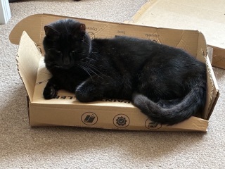 Get A Compass! The Excellent Cats embrace a new rallying cry