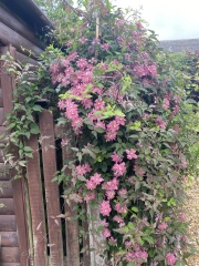 Clematis identification and advice