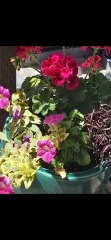 May flowers & spring cleaning - flylady style