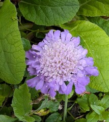 Year Round Nigel Slater discussion thread - Part 4