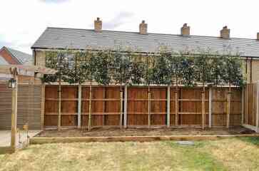Why do people want to rip every plant out of their gardens?!