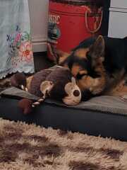 To ask for help locating a dog toy