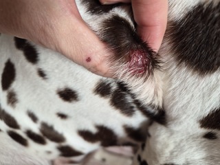 More Histiocytoma or Mast cell tumours