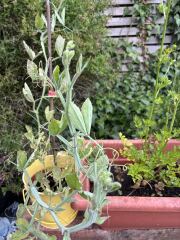 What’s wrong with my sweet pea plant?