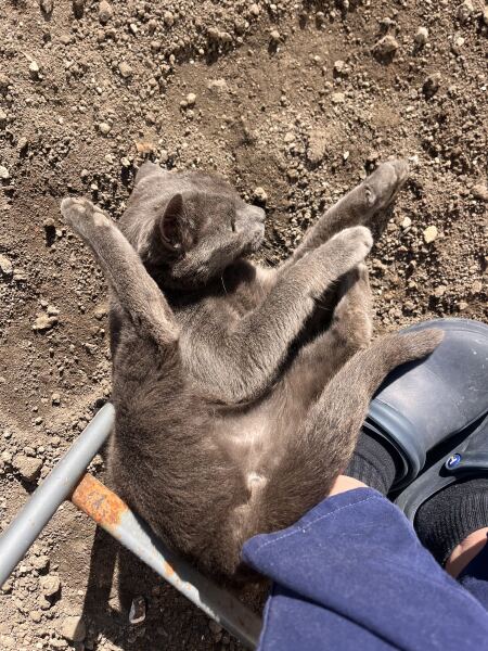 Is this a known cat pose or is mine just a (beautiful) weirdo?