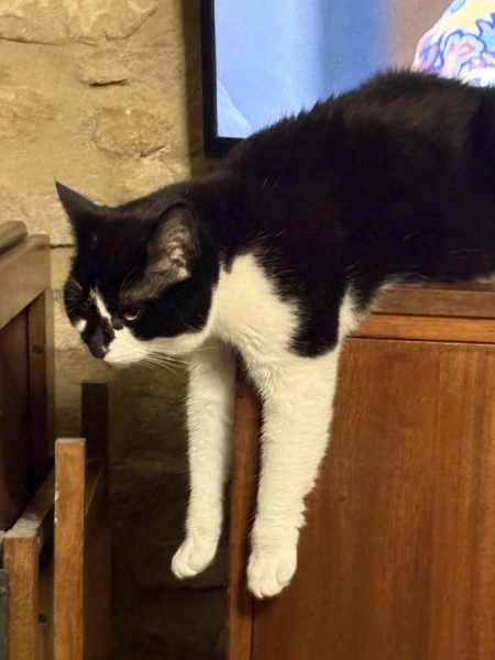 Is this a known cat pose or is mine just a (beautiful) weirdo?