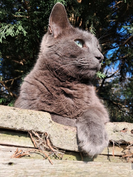 This is a picture of my cat. Where is a picture of your cat?