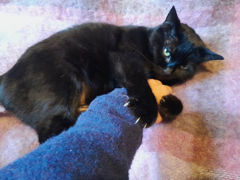 This is a picture of my cat. Where is a picture of your cat?