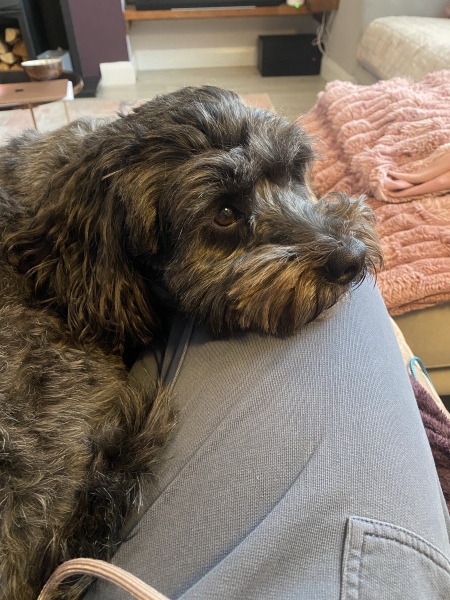 Cockapoo or Cavapoo