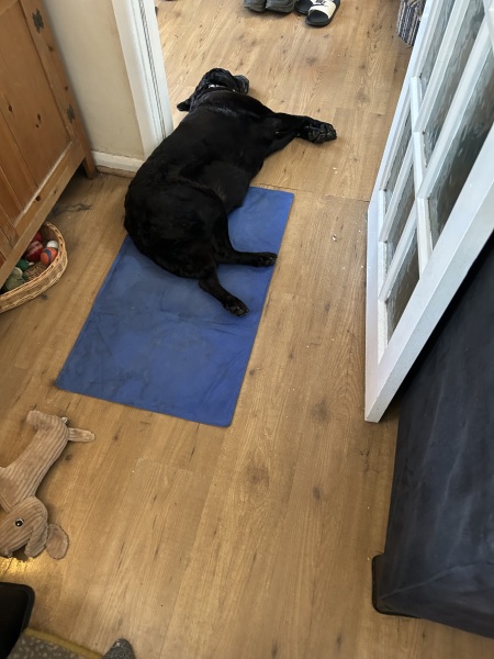 Heatwave! How are your doggos?