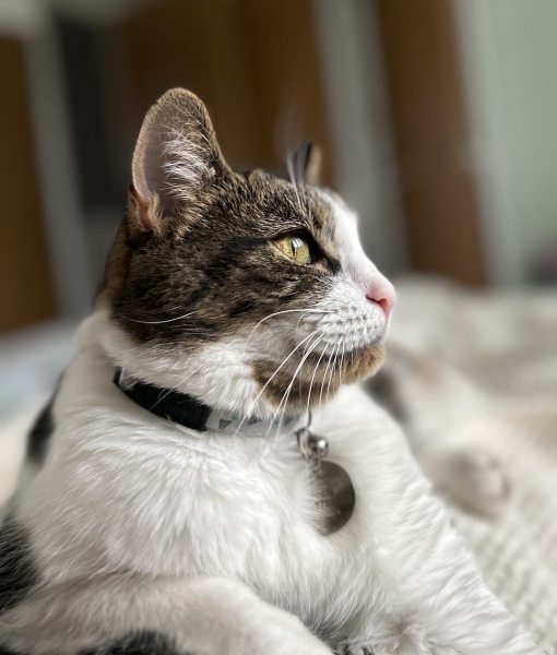 Struggling with grief after losing our much loved cat so suddenly