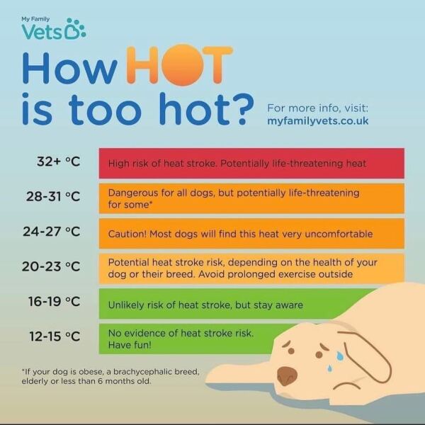 Dogs being walked when it’s too hot - do you say anything?