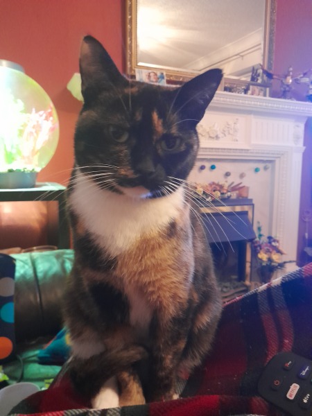 This is a picture of my cat. Where is a picture of your cat?
