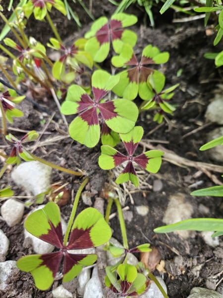 Plants with 4 leaves?