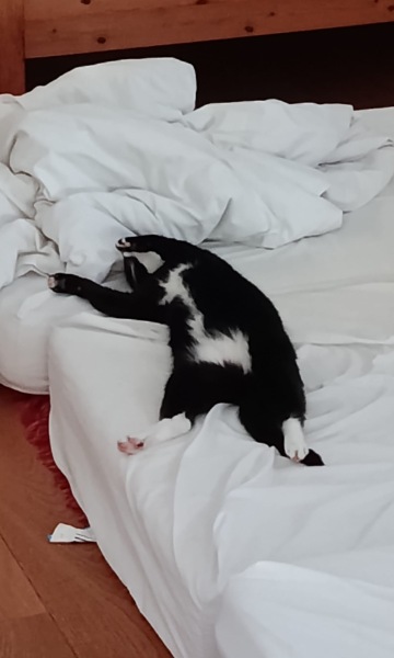 My cat is melting and running down the arm of the sofa.