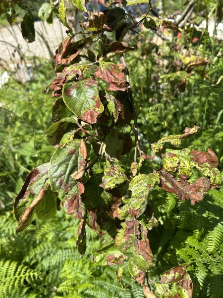 What is wrong with my tree ?
