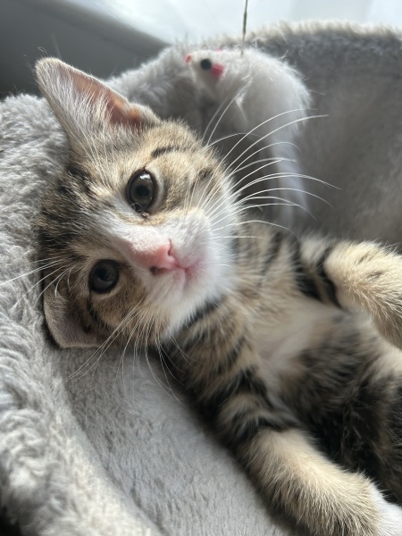 This is a picture of my cat. Where is a picture of your cat?