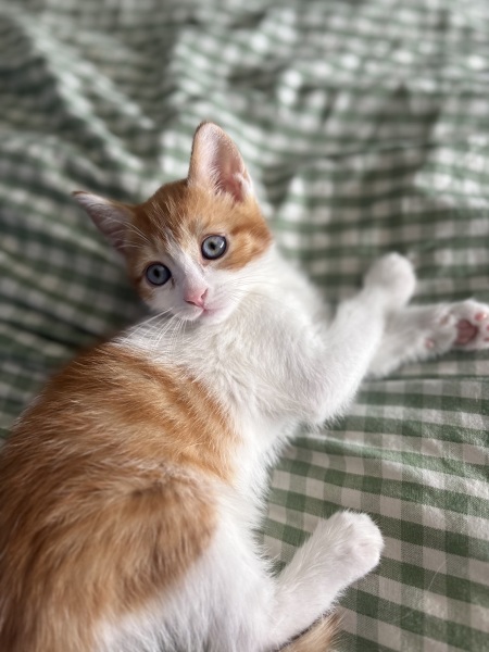 Older cat hissing at new kitten after three weeks at home