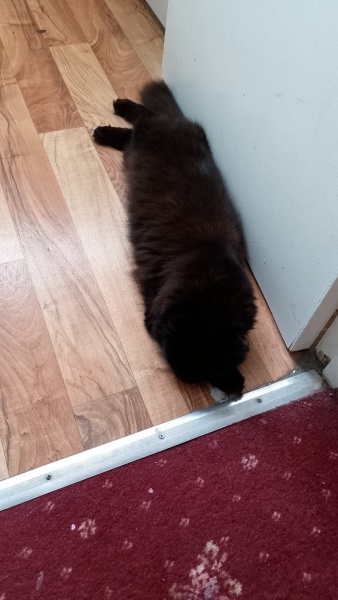 My cat is melting and running down the arm of the sofa.