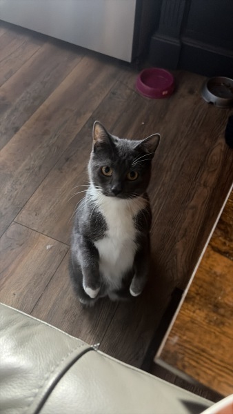 This is a picture of my cat. Where is a picture of your cat?