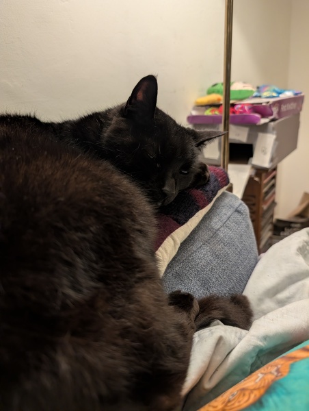 This is a picture of my cat. Where is a picture of your cat?