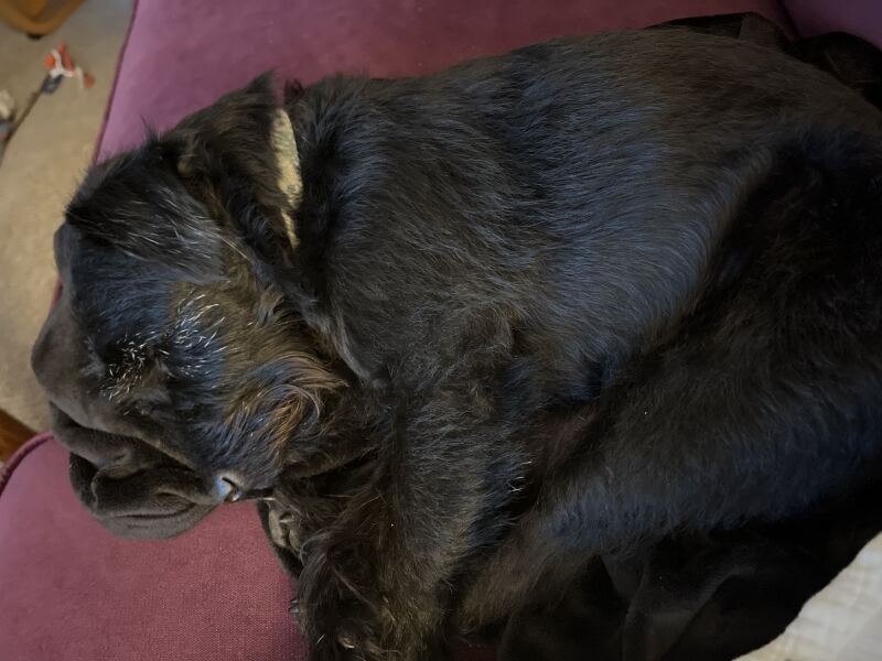 Cockapoo or Cavapoo