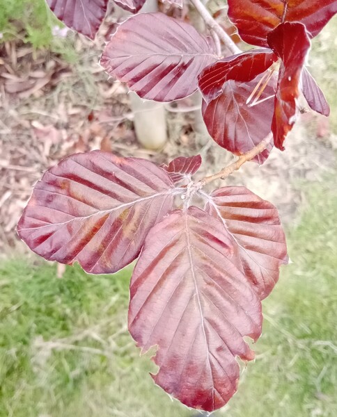 Copper Beech Tree leaf discolouring