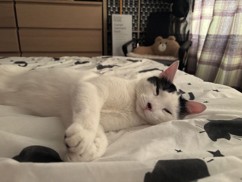 This is a picture of my cat. Where is a picture of your cat?