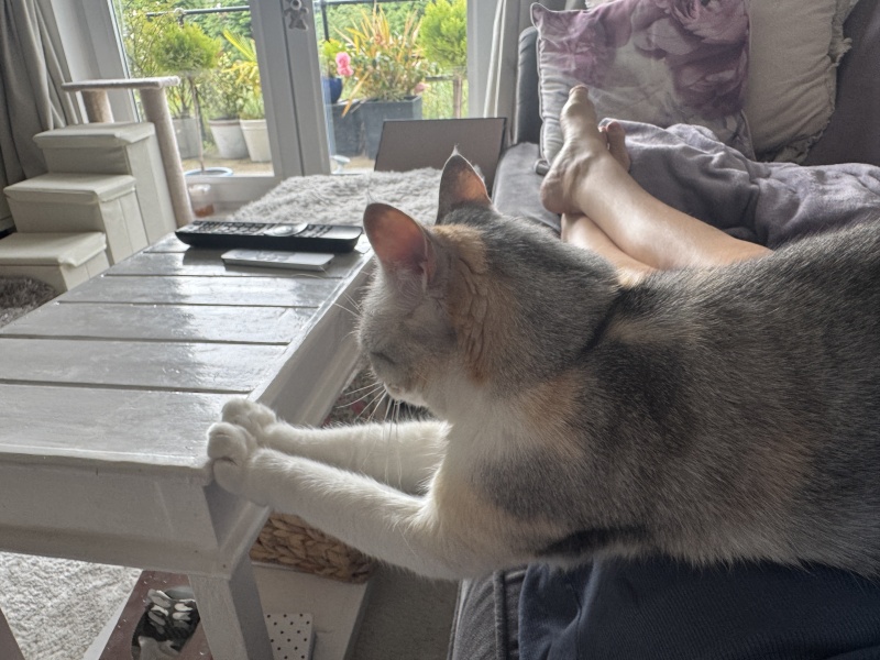 Is this a known cat pose or is mine just a (beautiful) weirdo?