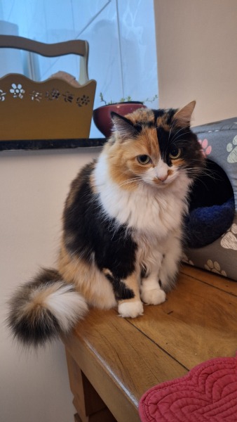 This is a picture of my cat. Where is a picture of your cat?