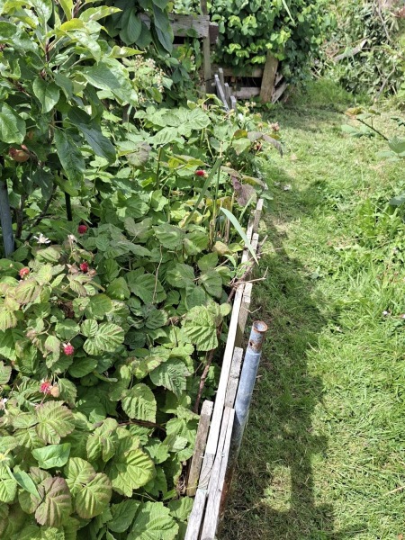 2026 Allotmenteers - have we lost the plot?!