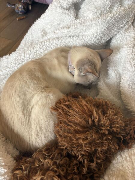 Dog breeds with low prey drive to live with an indoor cat