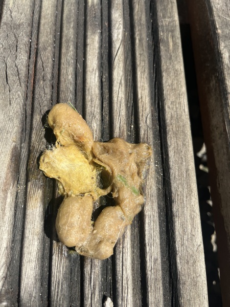 Is this a hairball?