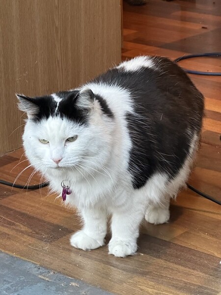 This is a picture of my cat. Where is a picture of your cat?