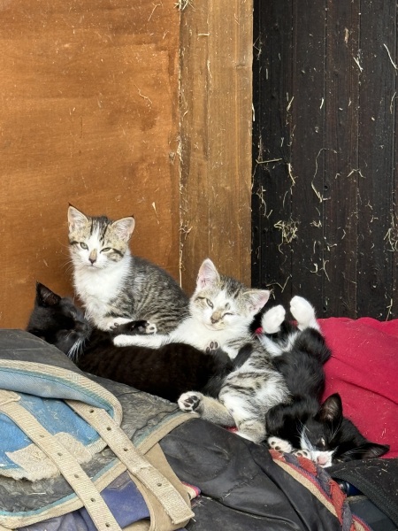 A week of kitten drama