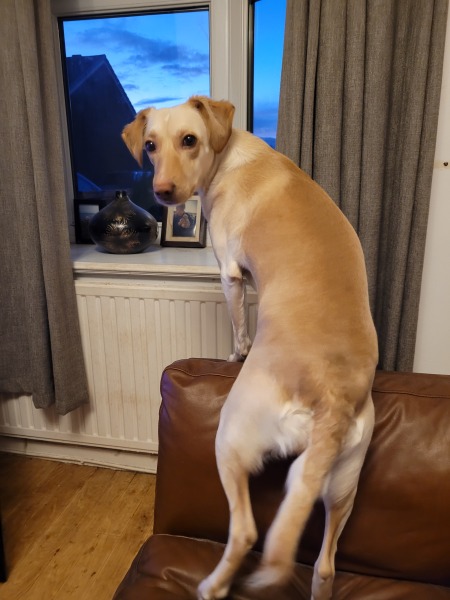 To think the least my dog could do is learn how to make a cup of tea?