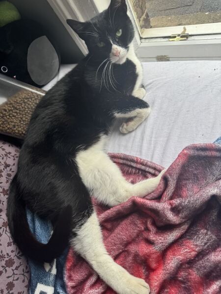 Should I continue to feed an 'abandoned cat'?
