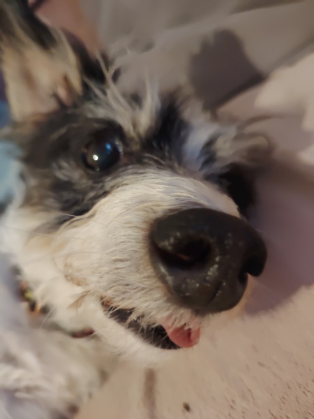 What on earth is wrong with my dog/s?