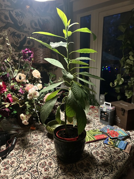 Has anyone grown an avocado plant from a supermarket stone?