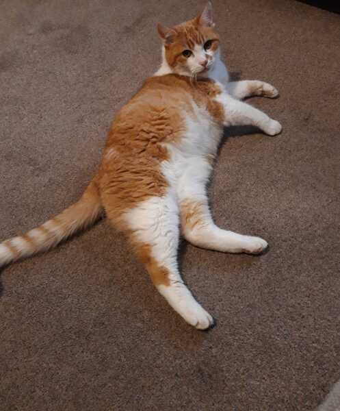 This is a picture of my cat. Where is a picture of your cat?