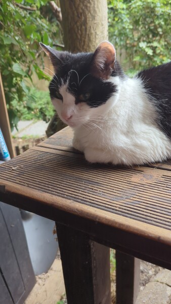 This is a picture of my cat. Where is a picture of your cat?