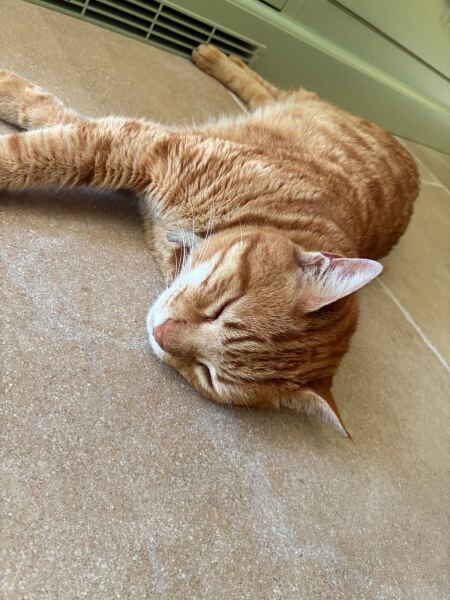 My cat is melting and running down the arm of the sofa.