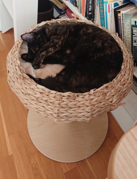 Is this a known cat pose or is mine just a (beautiful) weirdo?