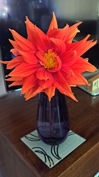 First time growing dahlias in pots, is it too early for flowers?
