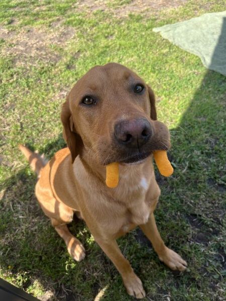 What is your dogs unusual skill?