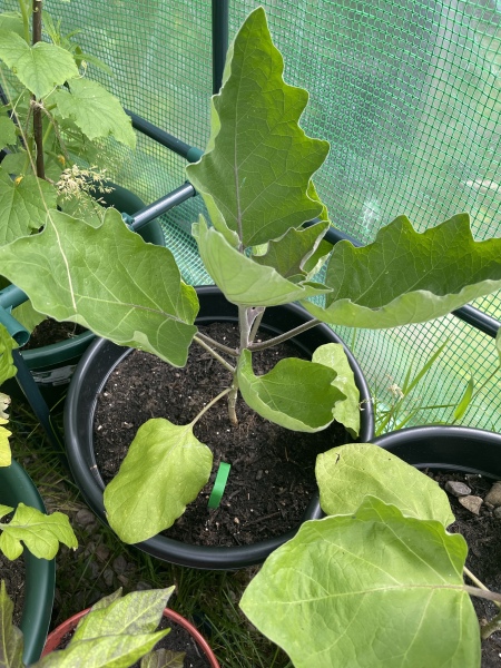 2026 Allotmenteers - have we lost the plot?!