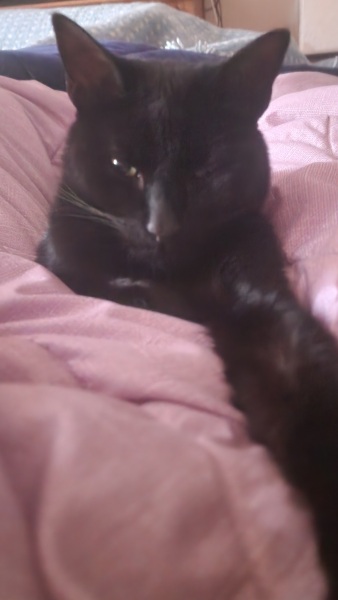 This is a picture of my cat. Where is a picture of your cat?