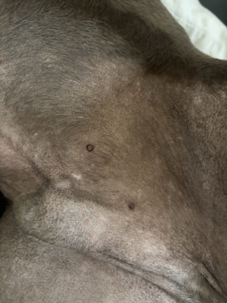 Are these ticks?