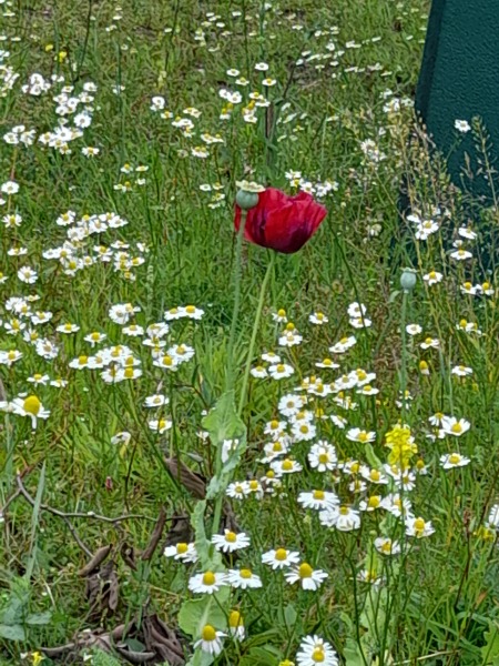 Weeds Have Rights Too !