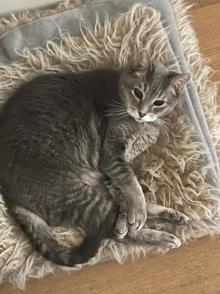 This is a picture of my cat. Where is a picture of your cat?
